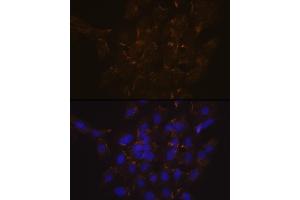 Immunofluorescence (IF) image for anti-phospholipid Scramblase 1 (PLSCR1) antibody (ABIN7269354)