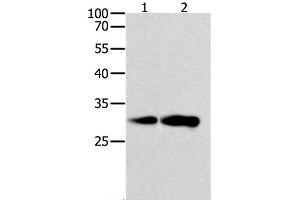 Western Blot analysis of K562 and NIH/3T3 cell using CAPNS1 Polyclonal Antibody at dilution of 1:800 (Calpain S1 Antikörper)