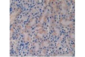 Immunohistochemistry (IHC) image for anti-Glucagon (GCG) (AA 21-180) antibody (ABIN7429778)