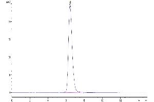 The purity of Canine CD28 is greater than 95 % as determined by SEC-HPLC.