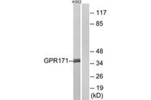 Western blot analysis of extracts from K562 cells, using GPR171 Antibody. (GPR171 Antikörper  (AA 141-190))