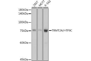 Western blot analysis of extracts of various cell lines, using TRMT2A/HTF9C antibody (ABIN7271002) at 1:1000 dilution. (TRMT2A Antikörper)