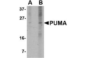 Western Blotting (WB) image for anti-BCL2 Binding Component 3 (BBC3) (AA 76-170) antibody (ABIN492519) (PUMA Antikörper  (AA 76-170))