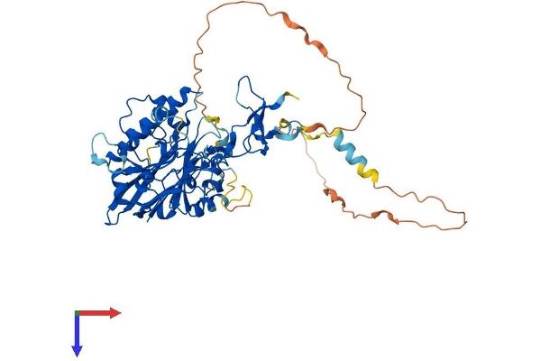 APEX2 Protein (AA 1-516) (His tag)