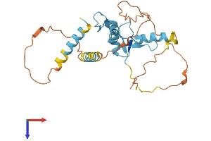 KLF9 Protein (AA 1-244) (His tag)