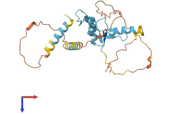 KLF9 Protein (AA 1-244) (His tag)