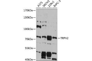 Western blot analysis of extracts of various cell lines, using TRPV2 antibody (ABIN6128840, ABIN6149598, ABIN6149599 and ABIN6215974) at 1:3000 dilution. (TRPV2 Antikörper  (AA 655-764))
