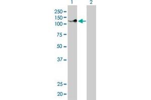 Western Blotting (WB) image for anti-Protocadherin 8 (PCDH8) (AA 32-121) antibody (ABIN598858) (Protocadherin 8 Antikörper  (AA 32-121))