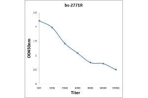 Antigen: 0. (PRKAA2 Antikörper  (AA 351-450))