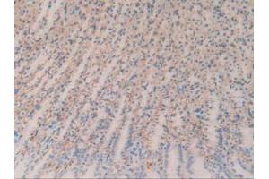 IHC-P analysis of Rat Stomach Tissue, with DAB staining. (CD147 Antikörper  (AA 59-321))
