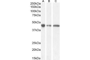 (ABIN571171) (0. (GNAS Antikörper  (Internal Region))