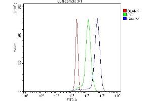 Flow Cytometry analysis of U937 cells using anti-SKAP2 antibody (ABIN7599870).