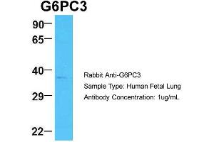 Host: Rabbit Target Name: G6PC3 Sample Type: Human Fetal Lung Antibody Dilution: 1.