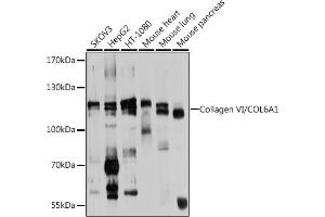 Western blot analysis of extracts of various cell lines, using Collagen VI/Collagen VI/COL6 antibody (ABIN6127647, ABIN6138847, ABIN6138848 and ABIN6224942) at 1:1000 dilution. (COL6A1 Antikörper  (AA 19-250))