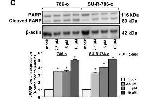 Western Blotting (WB) image for anti-Actin, beta (ACTB) (AA 1-50) antibody (ABIN724340)