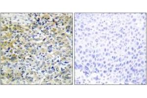 Immunohistochemistry (IHC) image for anti-Sedoheptulokinase (SHPK) (AA 31-80) antibody (ABIN2889797) (SHPK Antikörper  (AA 31-80))