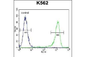 Flow cytometric analysis of K562 cells (right histogram) compared to a negative control cell (left histogram). (MLH1 Antikörper  (AA 452-480))