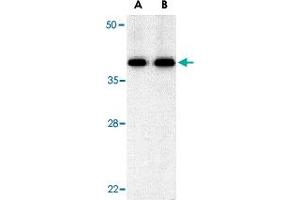 Western blot analysis of BUB3 in Jurkat cell lysate with BUB3 polyclonal antibody  at (A) 0. (BUB3 Antikörper  (C-Term))
