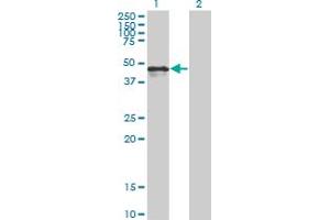 Western Blot analysis of CALR expression in transfected 293T cell line by CALR monoclonal antibody (M01), clone 1G11-1A9.