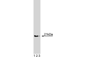 Western blot analysis of p21-Arc on a HeLa cell lysate (Human cervical epitheloid carcinoma, ATCC CCL-2. (ARPC3 Antikörper  (AA 10-118))