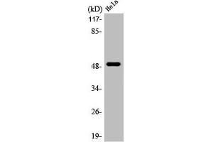 Western Blot analysis of HepG2 cells using LTβR Polyclonal Antibody (LTBR Antikörper  (N-Term))