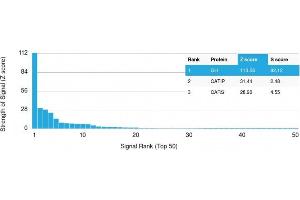 Analysis of Protein Array containing more than 19,000 full-length human proteins using Growth Hormone Mouse Monoclonal Antibody (GH/1371). (Growth Hormone 1 Antikörper  (AA 58-187))