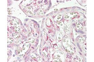 Anti-RARRES3 antibody IHC of human placenta. (RARRES3 Antikörper  (AA 124-136))