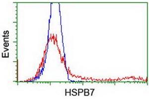 HEK293T cells transfected with either RC202861 overexpress plasmid (Red) or empty vector control plasmid (Blue) were immunostained by anti-HSPB7 antibody (ABIN2453834), and then analyzed by flow cytometry. (HSPB7 Antikörper)