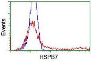 HEK293T cells transfected with either RC202861 overexpress plasmid (Red) or empty vector control plasmid (Blue) were immunostained by anti-HSPB7 antibody (ABIN2453834), and then analyzed by flow cytometry. (HSPB7 Antikörper)