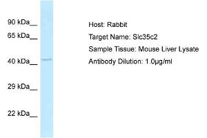 Host: Rabbit Target Name: SLC35C2 Sample Tissue: Mouse Liver Antibody Dilution: 1ug/ml (SLC35C2 Antikörper  (C-Term))
