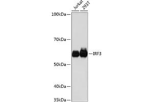 Western blot analysis of extracts of various cell lines, using IRF3 antibody (ABIN7267953) at 1:1000 dilution. (IRF3 Antikörper)