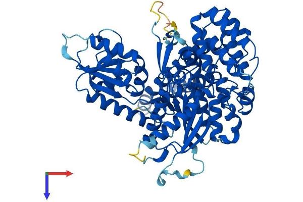 VPS33A Protein (AA 1-596) (His tag)