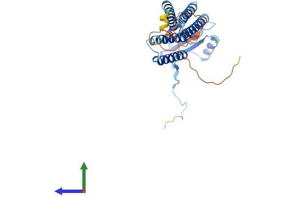 DUOXA1 Protein (AA 1-341) (His tag)