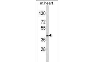 Western blot analysis of LMX1B Antibody (Center) (ABIN652882 and ABIN2842570) in mouse heart tissue lysates (35 μg/lane). (LMX1B Antikörper  (AA 175-202))