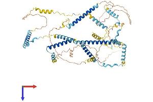 FAM161A Protein (AA 1-660) (His tag)
