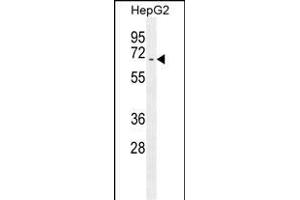 U Antibody (C-term) 7782b western blot analysis in HepG2 cell line lysates (35 μg/lane). (UAP1 Antikörper  (C-Term))