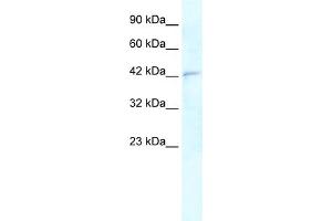 WB Suggested Anti-RNF2 Antibody Titration:  0.