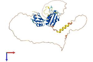 RBM4B Protein (AA 1-359) (His tag)