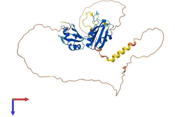 RBM4B Protein (AA 1-359) (His tag)
