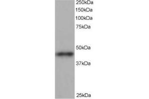 Image no. 1 for anti-ARP1 Actin-Related Protein 1 Homolog B, Centractin beta (ACTR1B) (C-Term) antibody (ABIN374429) (ACTR1B Antikörper  (C-Term))