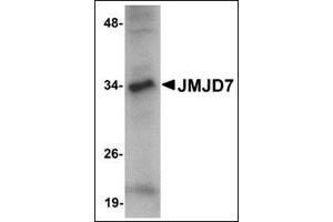 Western blot analysis of JMJD7 in 3T3 cell lysate with this product at 1 μg/ml.