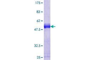 Dysbindin (Dystrobrevin Binding Protein 1) Domain Containing 1 (DBNDD1) (AA 1-156) protein (GST tag)
