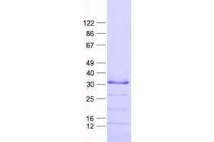 Validation with Western Blot (ING5 Protein (His tag))