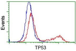 HEK293T cells transfected with either RC200003 overexpress plasmid (Red) or empty vector control plasmid (Blue) were immunostained by anti-TP53 antibody (ABIN2454550), and then analyzed by flow cytometry. (p53 Antikörper)