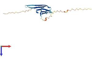 HSPB9 Protein (AA 1-159) (His tag)
