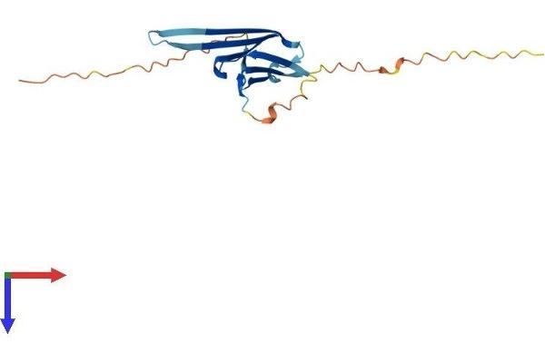 HSPB9 Protein (AA 1-159) (His tag)