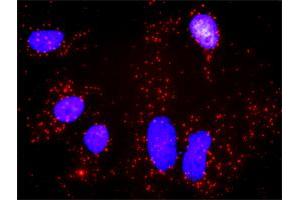 Proximity Ligation Analysis of protein-protein interactions between AKT1 and XIAP.