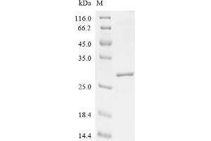 Interleukin 1 alpha (IL1A) (AA 113-268), (full length) protein (His tag)
