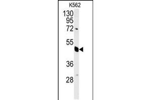 Western blot analysis in K562 cell line lysates (35ug/lane). (EIF3G Antikörper  (AA 209-238))
