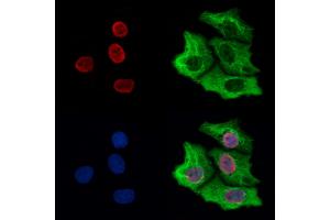 ABIN6265026 and ABIN6273161 staining Hela cells by IF/ICC. (SFPQ Antikörper  (C-Term))